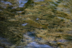 Lepomis macrochirus purpurascens