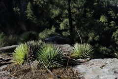 Agave rzedowskiana