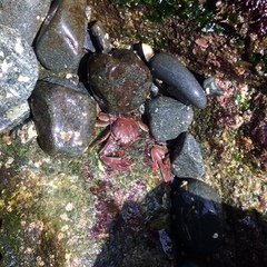 Petrolisthes tuberculosus