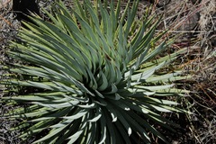 Agave rzedowskiana