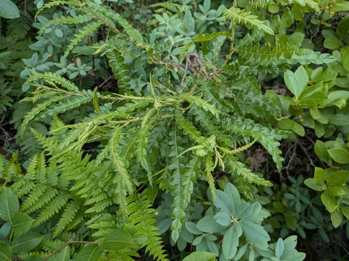 sweetfern