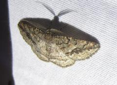 Pterospoda nigrescens