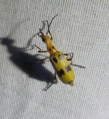 Pyrota fasciata