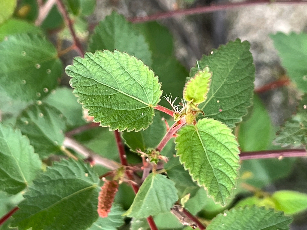 Acalypha californica Benth.