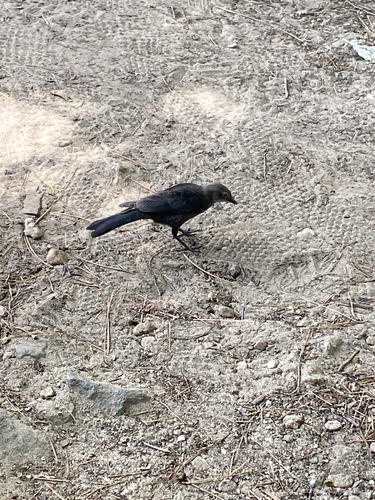 iNaturalist observation photo of Brewer's Blackbird