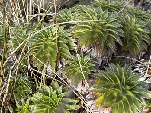 Dubautia waialealae observed 2026-02-05