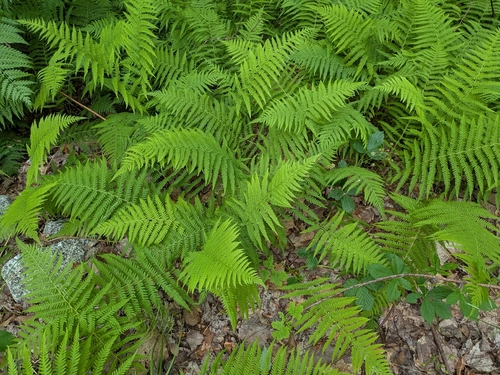 New York fern