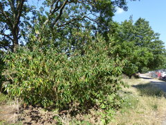 (c) jamie-aa, some rights reserved (CC BY) Buddleja globosa, photograph (c) jamie-aa, some rights reserved (CC BY)