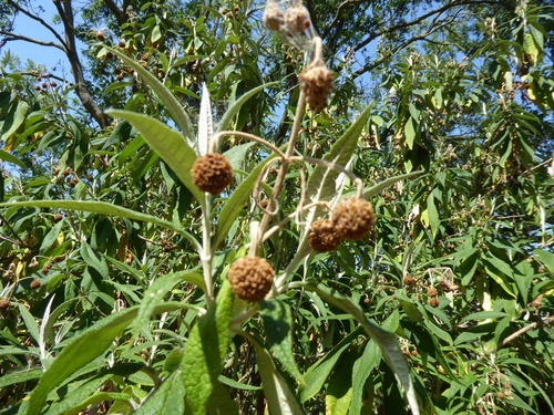 Buddleja globosa, photograph 1