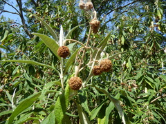 (c) jamie-aa, some rights reserved (CC BY) Buddleja globosa, photograph (c) jamie-aa, some rights reserved (CC BY)