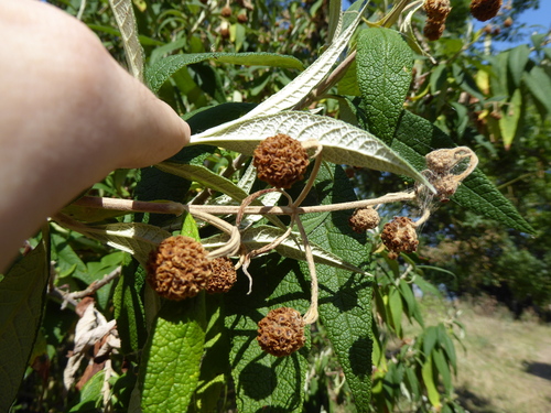 Buddleja globosa, photograph 3