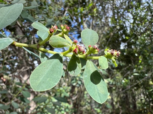 Euphorbia atrococca observed 2025-07-22