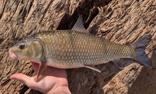River carpsucker (Carpiodes carpio) — Catostomidae — 3