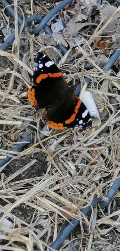 Red Admiral