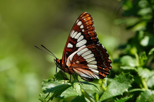 iNaturalist observation photo of Lorquin's Admiral