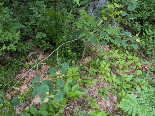 quaking aspen
