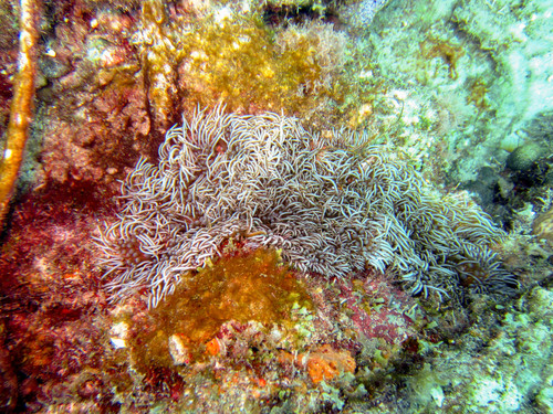 Lebrunia neglecta
