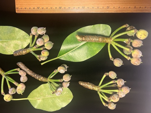 Euphorbia haeleeleana, 2025-08-07