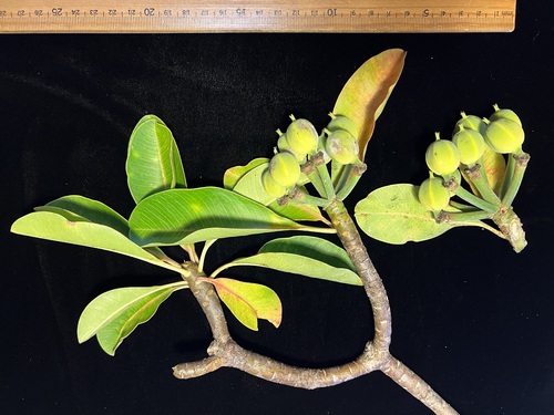 Euphorbia haeleeleana, 2025-08-07