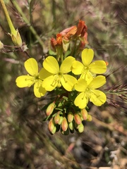 Camissoniopsis ignota