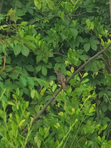 Great Crested Flycatcher