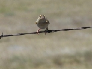Grasshopper Sparrow