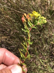 Camissoniopsis ignota