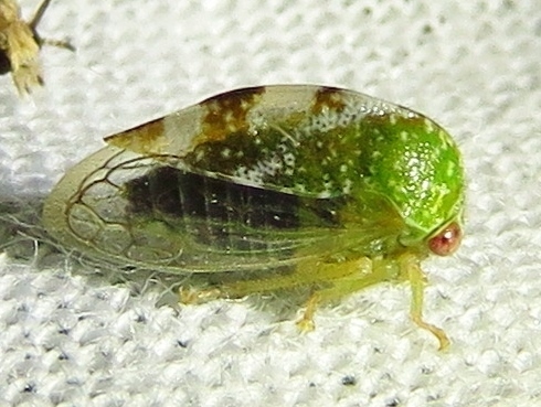 Cyrtolobus dixianus