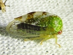 Smiliini