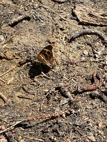 iNaturalist observation photo of Gray Buckeye