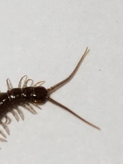 Lithobius forficatus