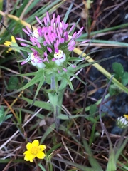 Castilleja densiflora densiflora