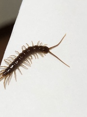 Lithobius forficatus