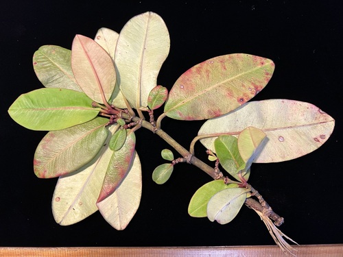Euphorbia remyi observed 2025-10-31