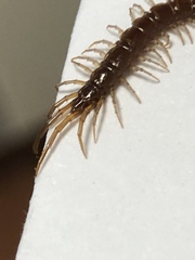 Lithobius forficatus