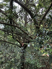 Garcinia oblongifolia