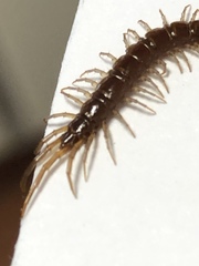 Lithobius forficatus