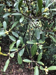 Garcinia oblongifolia