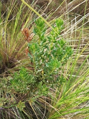 Baccharis tola