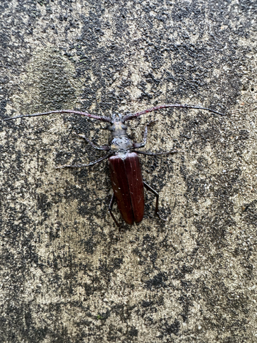 Thin-winged Longicorn Beetle