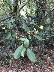 Garcinia oblongifolia