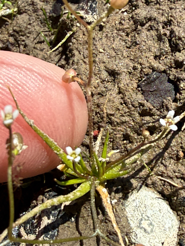 Subularia aquatica, 2026-07-14