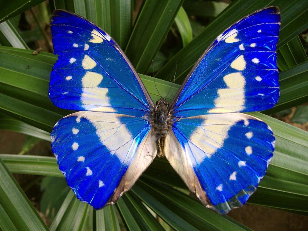 Morpho cypris · iNaturalist Guatemala, image size:1024x768