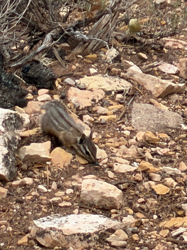 Cliff Chipmunk observed by sebastian_fayer