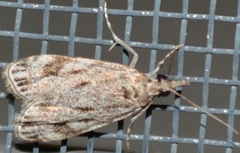 Eudonia strigalis