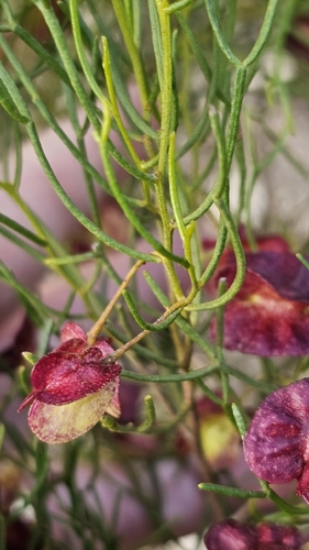 Dodonaea stenozyga