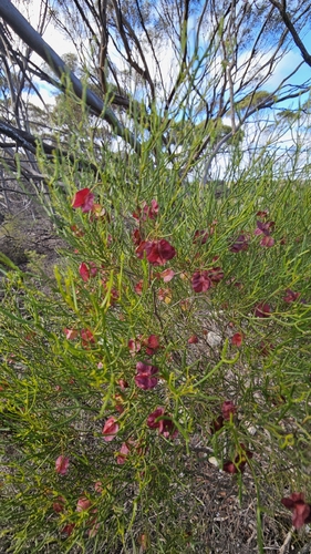 Dodonaea stenozyga, photograph 2
