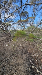 Dodonaea stenozyga, photograph (c) Rosalie Lawrence, some rights reserved (CC BY)