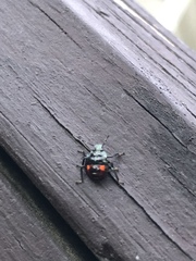 Euthyrhynchus floridanus