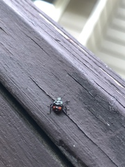 Euthyrhynchus floridanus